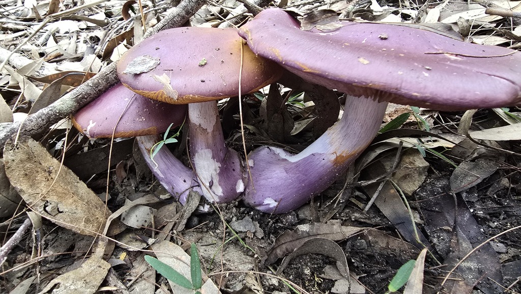 Cortinarius archeri · May 2025 · photo: © xanthosia (iNaturalist, cc-by)