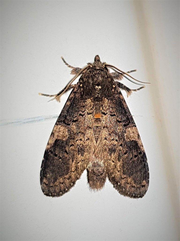 Lusura falsimonia