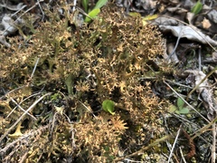 Cladonia multiformis