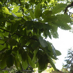 Quercus castaneifolia