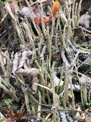 Cladonia cenotea