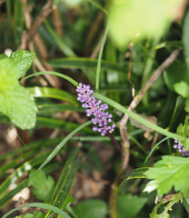 Liriope graminifolia