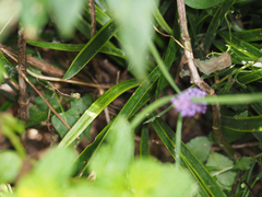 Liriope graminifolia