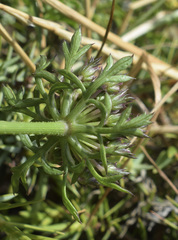 Daucus carota hispanicus