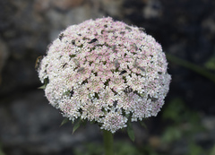 Daucus carota hispanicus