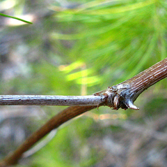Asparagus retrofractus