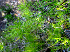 Asparagus retrofractus