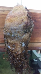 Exocoetidae