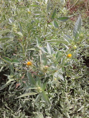 Bidens frondosa