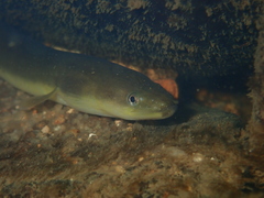 Anguilla japonica
