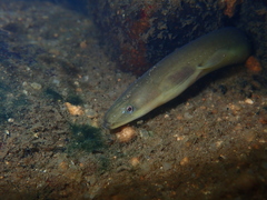 Anguilla japonica