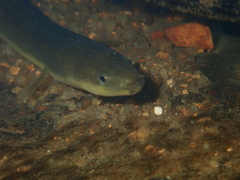 Anguilla japonica