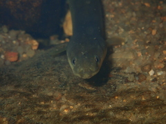 Anguilla japonica