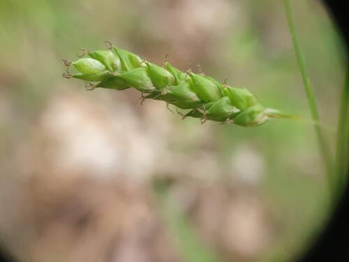 Handsome sedge (Carex formosa)