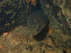 Anguilla japonica