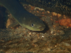 Anguilla japonica