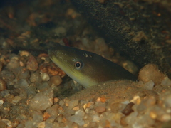 Anguilla japonica