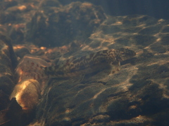 Liniparhomaloptera disparis