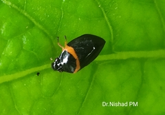 Phymatostetha deschampsi