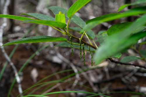 Stachyurus macrocarpus