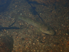 Rhinogobius similis
