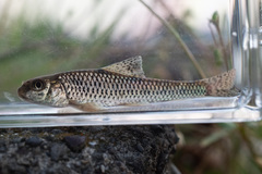 Biwa Gudgeon photo 4