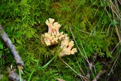 Ramaria formosa