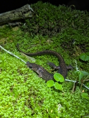 Jilin Clawed Salamander photo 4
