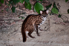 Prionailurus javanensis sumatranus