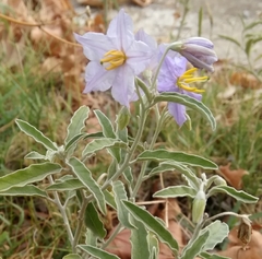 Solanum elaeagnifolium