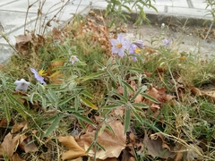Solanum elaeagnifolium