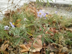 Solanum elaeagnifolium