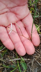 Trachyandra filiformis