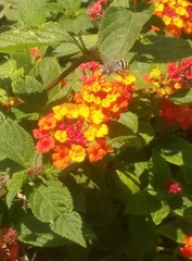 Anthophora californica
