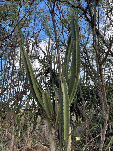 Cereus hildmannianus, 2025-06-08