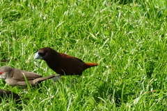 Lonchura atricapilla