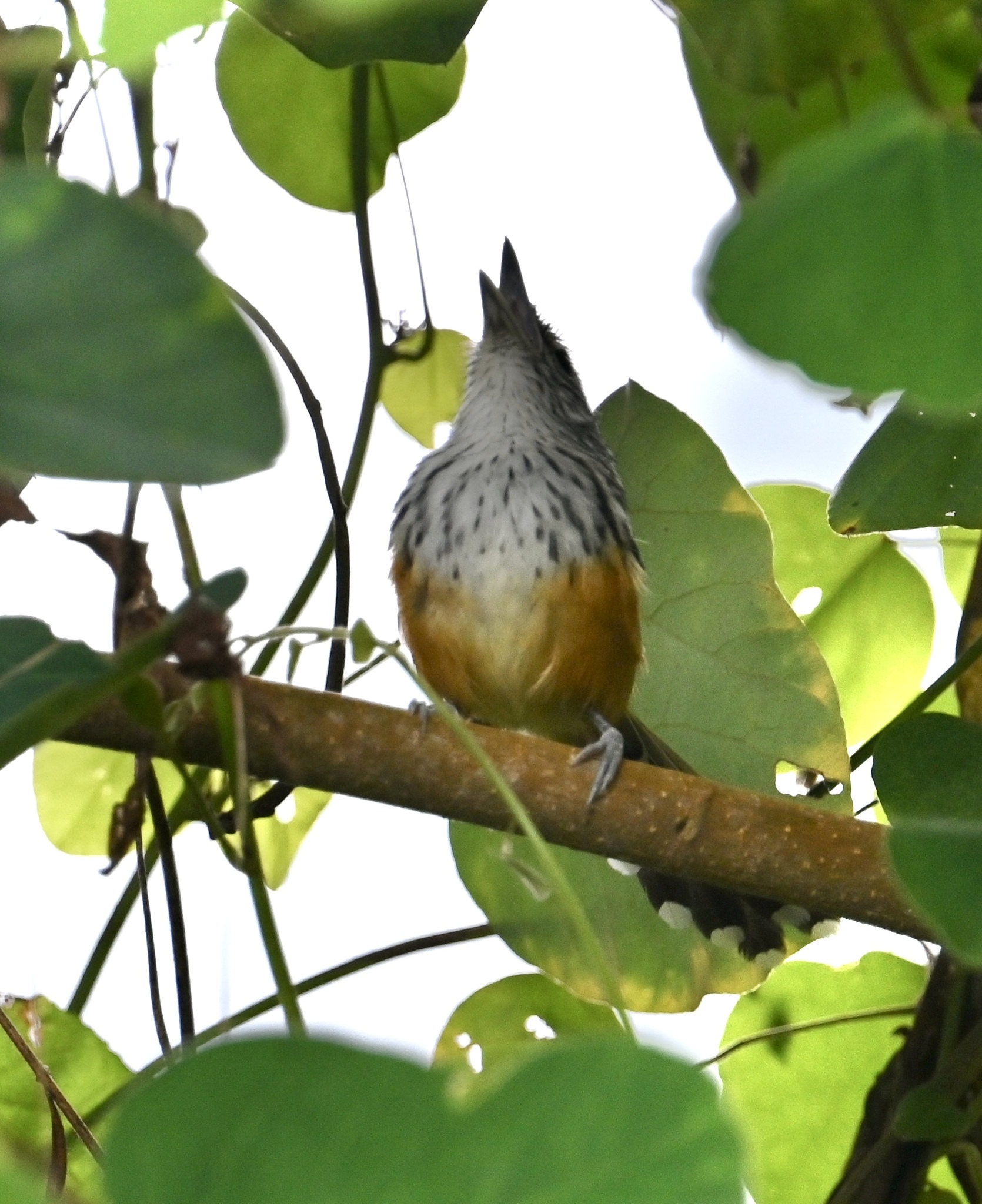 Santa Marta Antbird (Drymophila hellmayri), photo 2