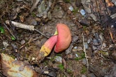 Xerocomellus armeniacus