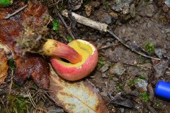 Xerocomellus armeniacus