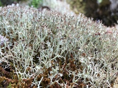 Cladonia amaurocraea