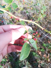 Rosa canina