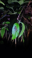 Cardiodactylus guttulus