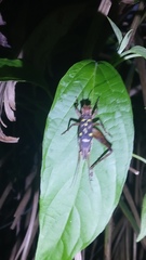 Cardiodactylus guttulus