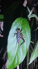 Cardiodactylus guttulus