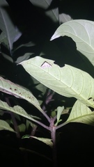 Metaemene atrigutta maculata