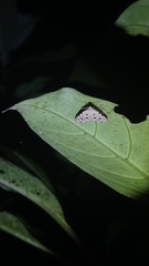 Metaemene atrigutta maculata