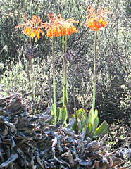 Cotyledon orbiculata spuria