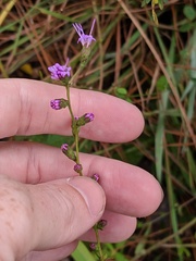 Liatris elegantula