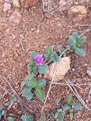 Corbichonia decumbens