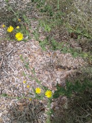 Heterotheca subaxillaris